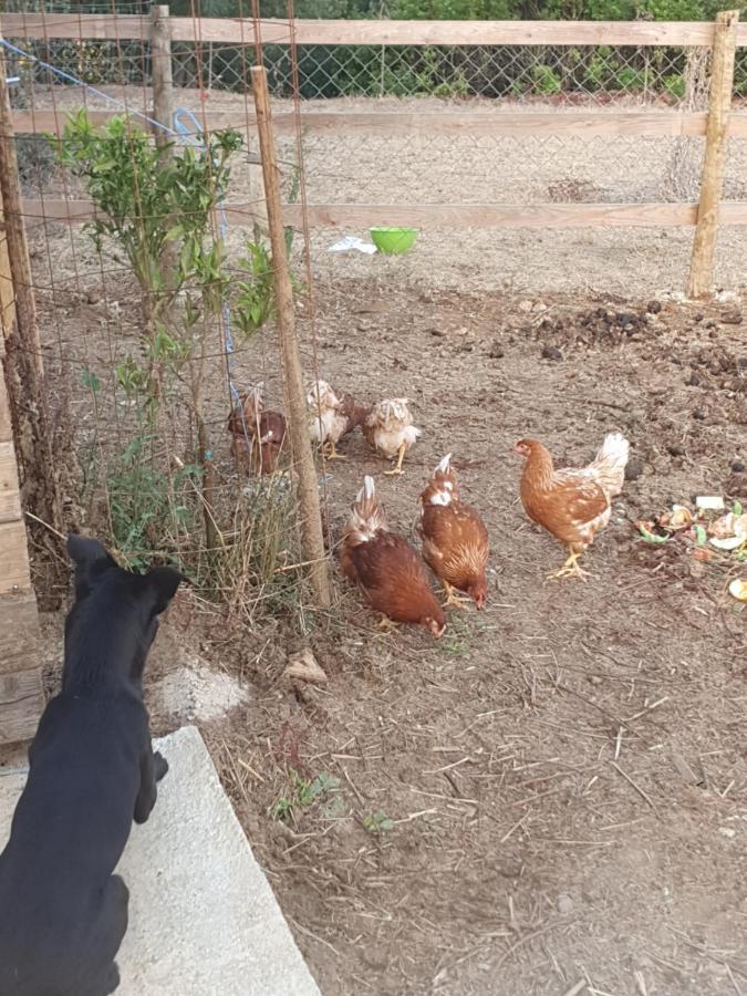 Quinta Da Choupana 호텔 토마르 외부 사진